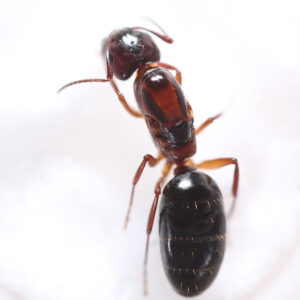 Hyatt's Carpenter Ant (Camponotus hyatti)