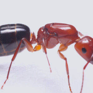Alternative view of Lesser Red Carpenter Ant (Camponotus decipiens)