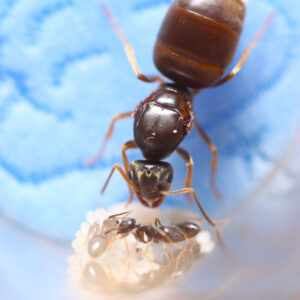 Labor Day Lasius Ants (Lasius neoniger)