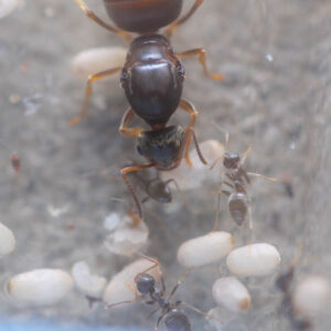 Alternative view of Labor Day Lasius Ants (Lasius neoniger)