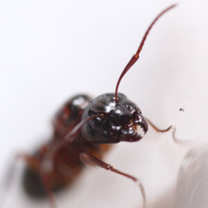 Alternative view of Hyatt's Carpenter Ant (Camponotus hyatti)