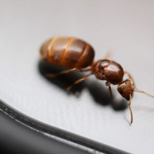 Alternative view of American Yellow Meadow Ants (Lasius brevicornis)
