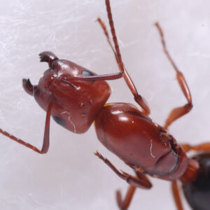 Lesser Red Carpenter Ant (Camponotus decipiens)