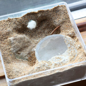 Alternative view of The Ant Chamber