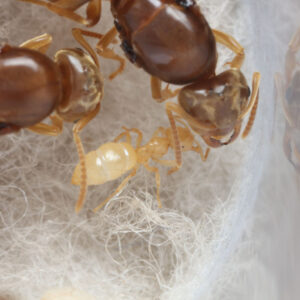 American Yellow Meadow Ants (Lasius brevicornis)