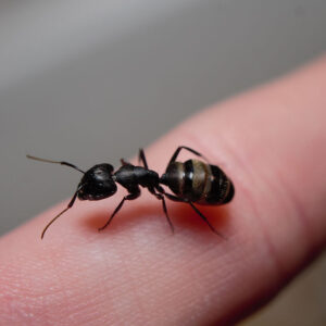 Black Carpenter Ants (Camponotus pennsylvanicus)