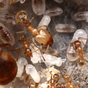 Alternative view of Morris' Big-Headed Ants (Pheidole morrisii)