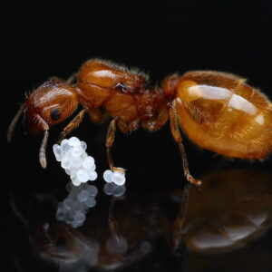 Gatekeeper Big-Headed Ants (Pheidole lamia)