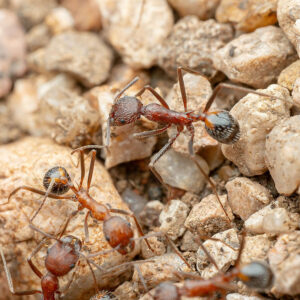 Alternative view of Hairy Long-Legged Ants (Novomessor albisetosus)