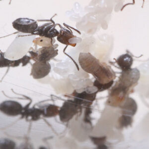 Alternative view of Giant Velvety Ants (Liometopum apiculatum)