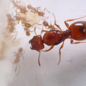 Eastern Big-Headed Ant (Pheidole dentata)