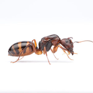 Striped Carpenter Ants (Camponotus subbarbatus)