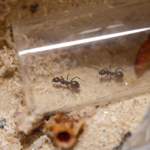 Alternative view of Black Field Ants (Formica subsericea)