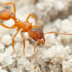 Eastern Leafcutter Ant (Trachymyrmex septentrionalis)