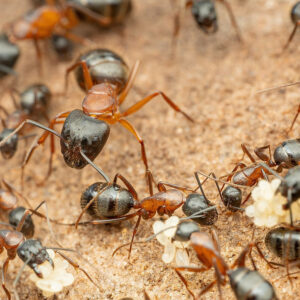 Brick Carpenter Ant (Camponotus semitestaceus)