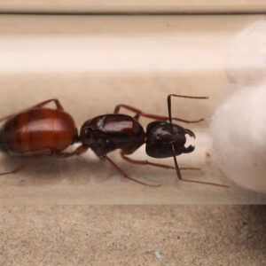 Alternative view of American Sugar Ants (Camponotus americanus)