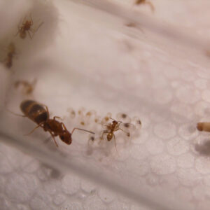 Alternative view of Orange Pyramid Ants (Dorymyrmex bureni)