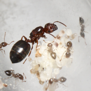 Pine Tree Acrobat Ants (Crematogaster pinicola)