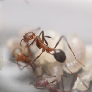 Hairy Long-Legged Ants (Novomessor albisetosus)