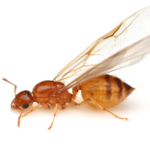 Missouri Acrobat Ant (Crematogaster missouriensis)