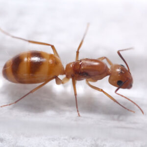 Fraggles Carpenter Ant (Camponotus fragilis)
