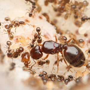 Common Big-Headed Ants (Pheidole bicarinata)