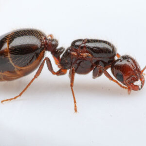 Southern Fire Ants (Solenopsis xyloni)