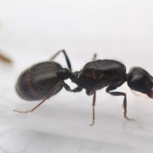 Alternative view of Black Desert Harvester Ants (Veromessor pergandei)