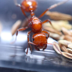 Alternative view of Californian Harvester Ants (Pogonomyrmex californicus)