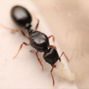 Immigrant Pavement Ants (Tetramorium immigrans)