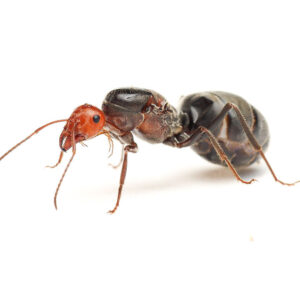 Bicolored Large Honeypot Ants (Myrmecosystus placodops 01)