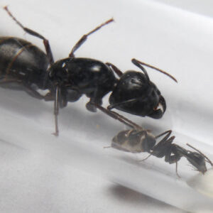 Alternative view of Black Carpenter Ants (Camponotus pennsylvanicus)