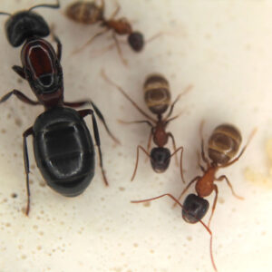 New York Carpenter Ants (Camponotus novaeboracensis)