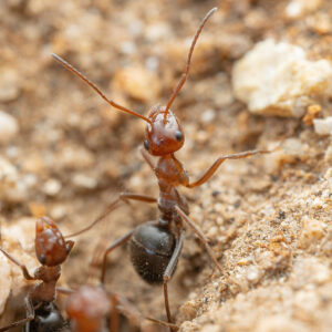 Mimic Honeypot Ant (Myrmecocystus mimicus)