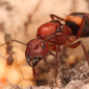Camponotus socius (Sandhill Carpenter Ant)