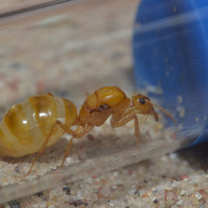 Large Golden Honeypot Ants (Myrmecocystus mexicanus)