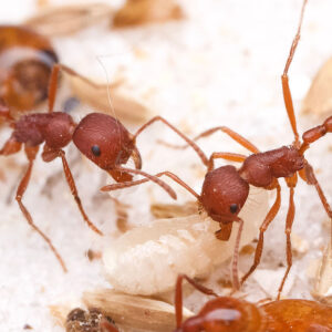 Florida Harvester Ants (Pogonomyrmex badius)
