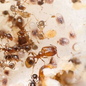 Alternative view of Common Big-Headed Ants (Pheidole bicarinata)