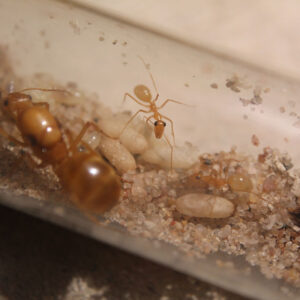 Alternative view of Large Golden Honeypot Ants (Myrmecocystus mexicanus)