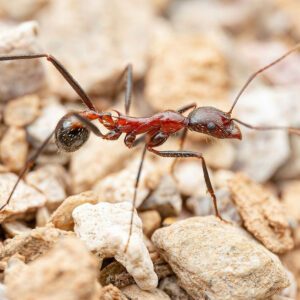 Desert Long-Legged Ants (Novomessor cockerelli)