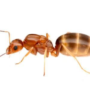 Orange Pyramid Ants (Dorymyrmex bureni)