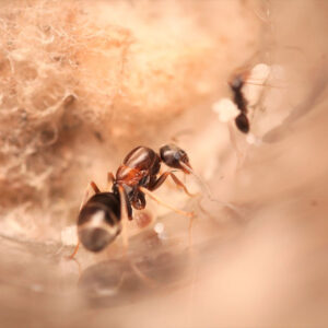 Alternative view of Silver Pyramid Ants (Dorymyrmex grandulus)