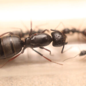 Western Carpenter Ants (Camponotus modoc)