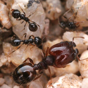 Dry Big-Headed Ant (Pheidole xerophila)