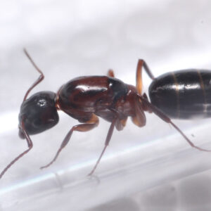 Hyatt's Carpenter Ant (Camponotus hyatti)