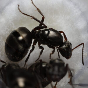 Black Field Ants (Formica subsericea)
