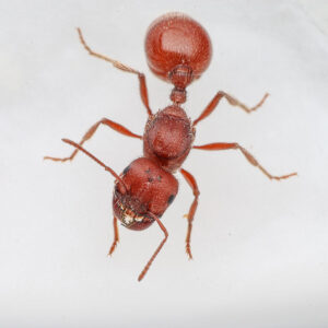 Alternative view of Western Harvester Ants (Pogonomyrmex occidentalis)