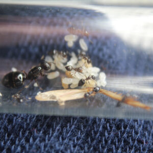 Alternative view of Black Acrobat Ants (Crematogaster cerasi)