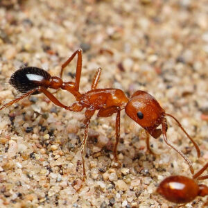 Bicolor Californian Harvester Ants (Pogonomyrmex californicus)