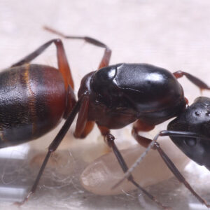 Bicolored Carpenter Ants (Camponotus chromaiodes)